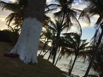 Palm tree by sea against sky