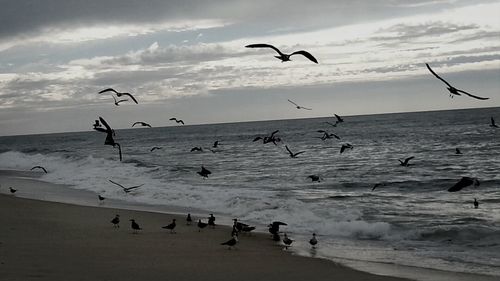 Seagull flying over sea