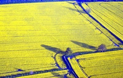 Close-up of yellow flower against blue sky