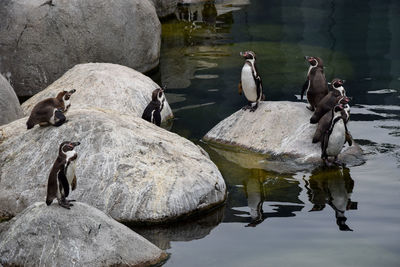 View of birds perching on rock by lake