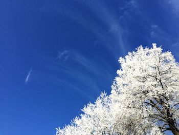 Low angle view of snow covered trees