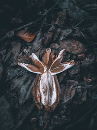 Close-up of wilted flower