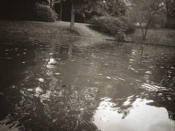 Reflection of trees in lake