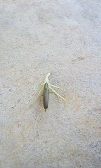 Close-up of insect on wall