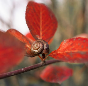 Close-up of snail on plant