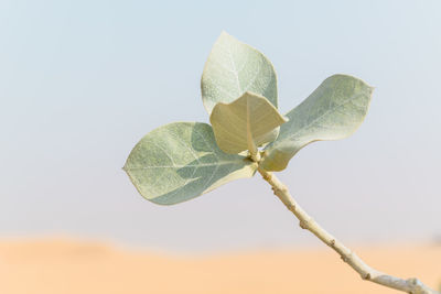 Close-up of plant against white background