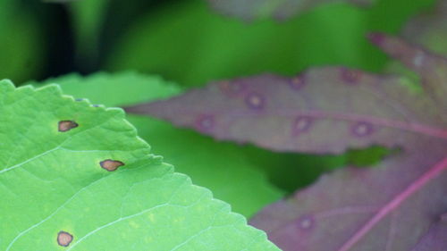 Close-up of insect on leaf