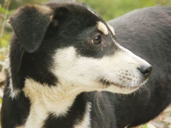 Close-up of dog