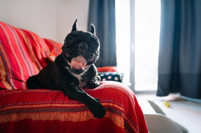 Happy french bulldog on sofa at home