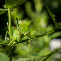 Close-up of a grasshopper against blurred background
