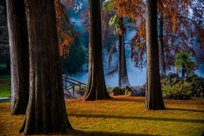 Trees in park during autumn