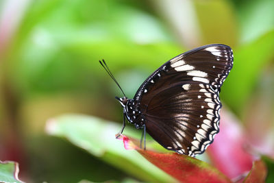 Butterfly pollinating flower