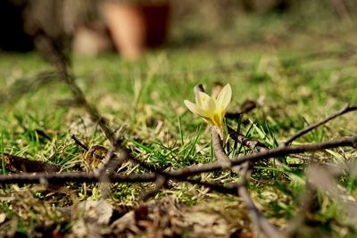 Close-up of yellow crocus flower on field