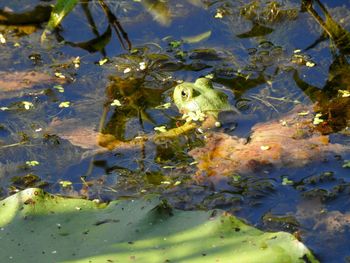 Fish swimming in sea