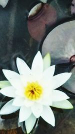 Close-up of white daisy blooming outdoors