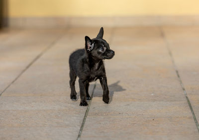 Portrait of black dog on footpath