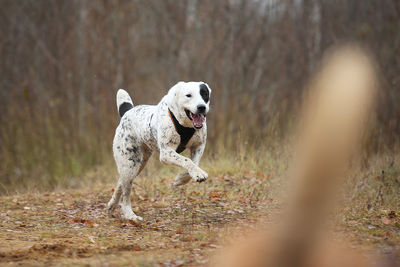 Dog running in a field