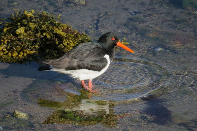 High angle view of an oystercatcher