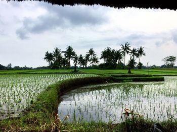 Scenic view of agricultural field against sky