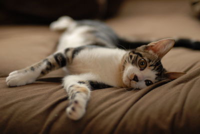 Portrait of brown tabby kitten