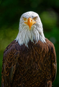 Close-up portrait of an american bald eagle haliaeetus leucocephalus