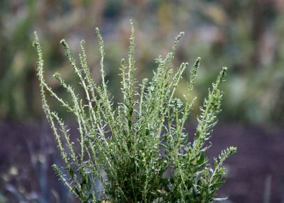 Close-up of fresh green plant