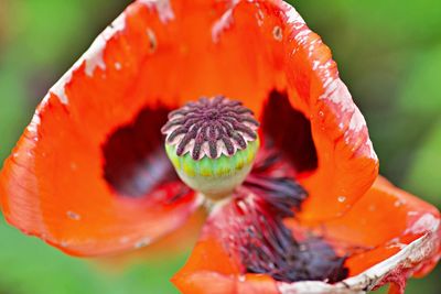 Close-up of red poppy flower