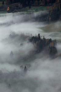 Scenic view of forest with fog