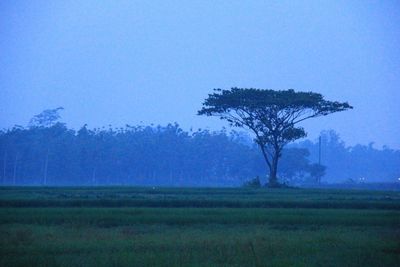 Bare trees on field against clear sky