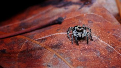 Close-up of spider on wood