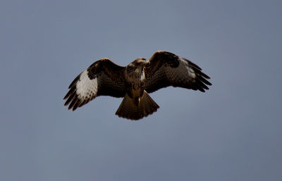 Low angle view of eagle flying in sky