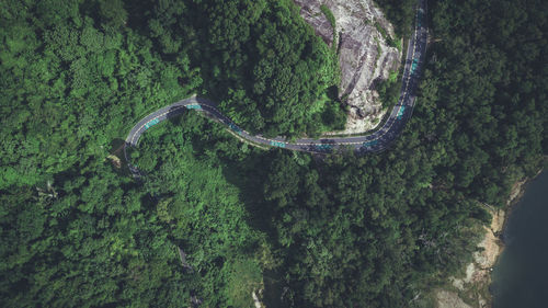 Road in green forest from top view, have bicycle way and rather curve shape