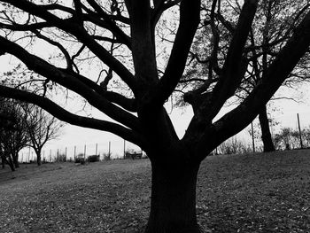 Bare trees on landscape against sky
