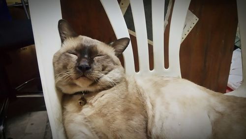 Close-up of cat sitting on chair at home