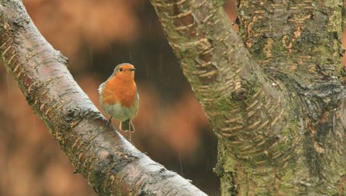 Robin perching on tree