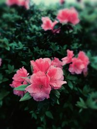 Close-up of pink flowers