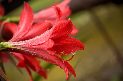 Close-up of red rose flower