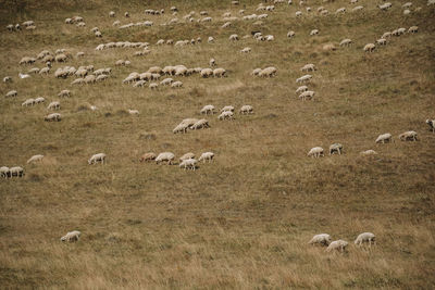 Flock of sheep in a field