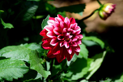Close-up of pink rose flower