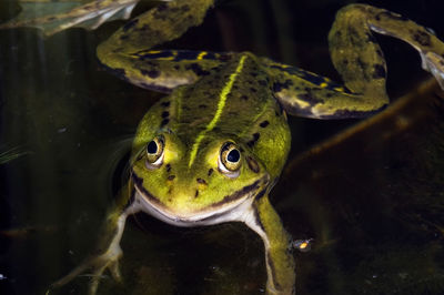 Close-up of frog swimming in pond