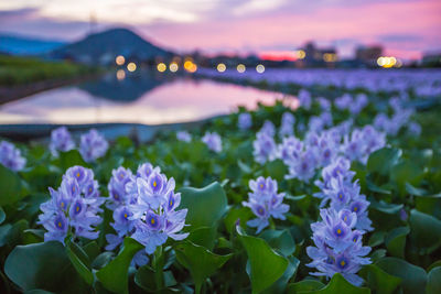 Close-up of purple flowers in lake