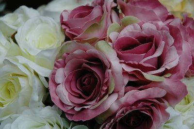 Close-up of pink roses