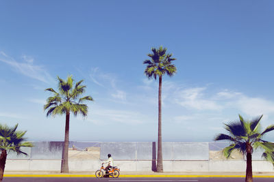 Palm trees on beach against blue sky