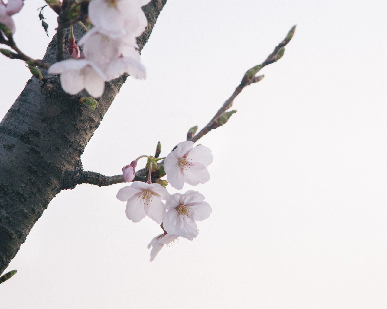 LOW ANGLE VIEW OF CHERRY BLOSSOMS ON TREE