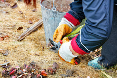 A farmer prunes garden bulbs with gladioli pruners for planting next spring.