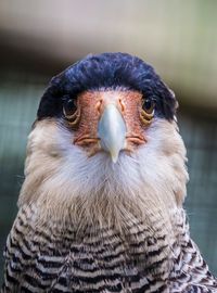 Close-up portrait of owl