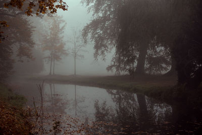 Reflection of trees in lake