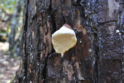 Close-up of tree trunk