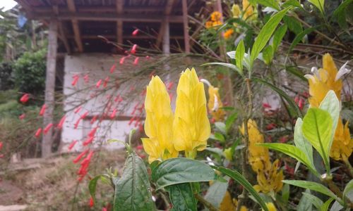 Close-up of yellow flowers