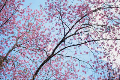 Low angle view of cherry blossoms against sky